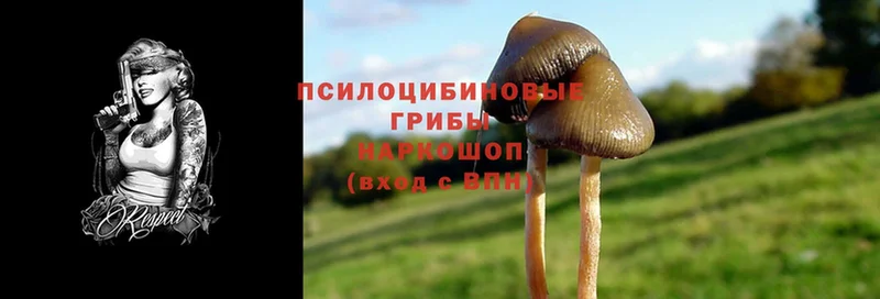 ОМГ ОМГ зеркало  наркошоп  Курск  Псилоцибиновые грибы Psilocybine cubensis 